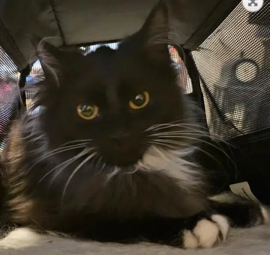 Wv  Clarissebonded Pair thumbnail 6