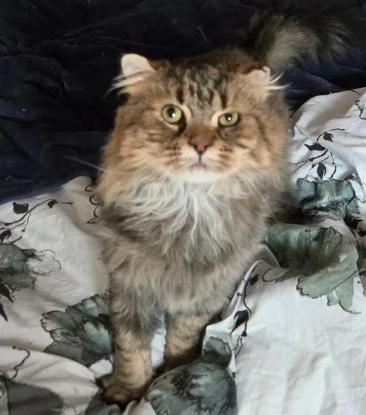 Wv  Jacksonfiv Positive