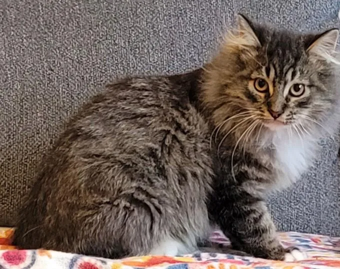 Wv  Kringlebonded Pair