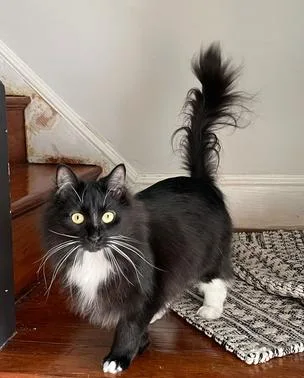 Wv  Kringlebonded Pair thumbnail 2