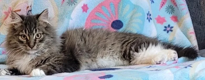 Wv  Kringlebonded Pair thumbnail 3