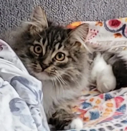 Wv  Kringlebonded Pair thumbnail 4