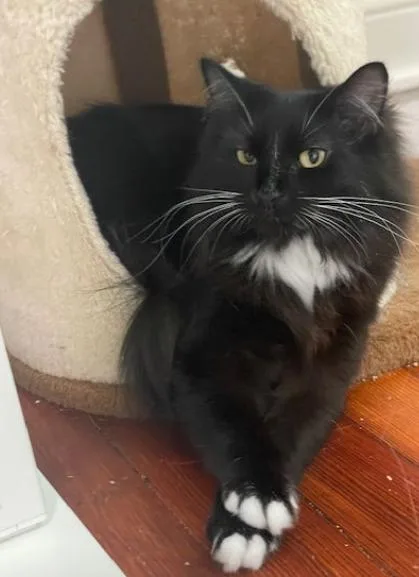 Wv  Kringlebonded Pair thumbnail 6