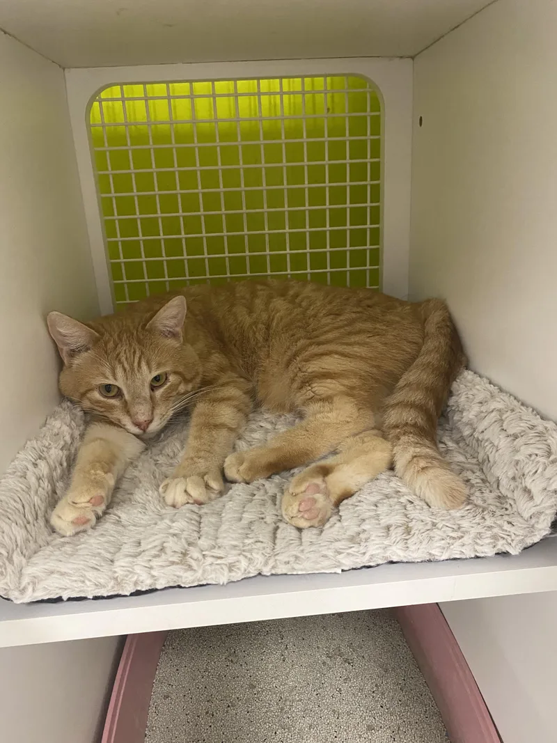 Mr. Citrus  A thumbnail 3