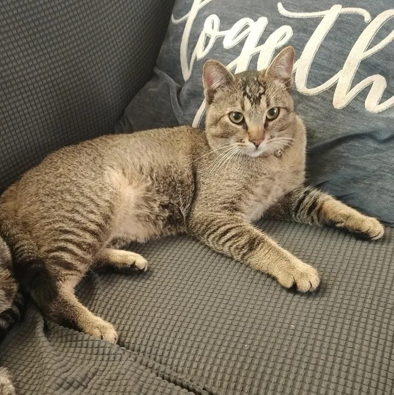 Robin  Happy Purring