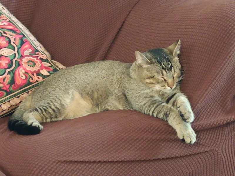 Robin  Happy Purring thumbnail 2