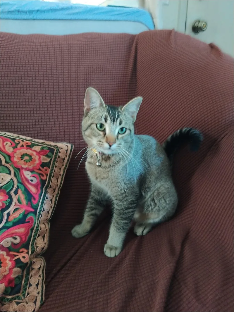 Robin  Happy Purring thumbnail 3