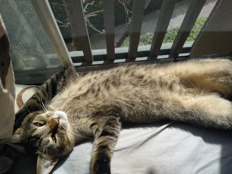 Sterling  A Purr thumbnail 2