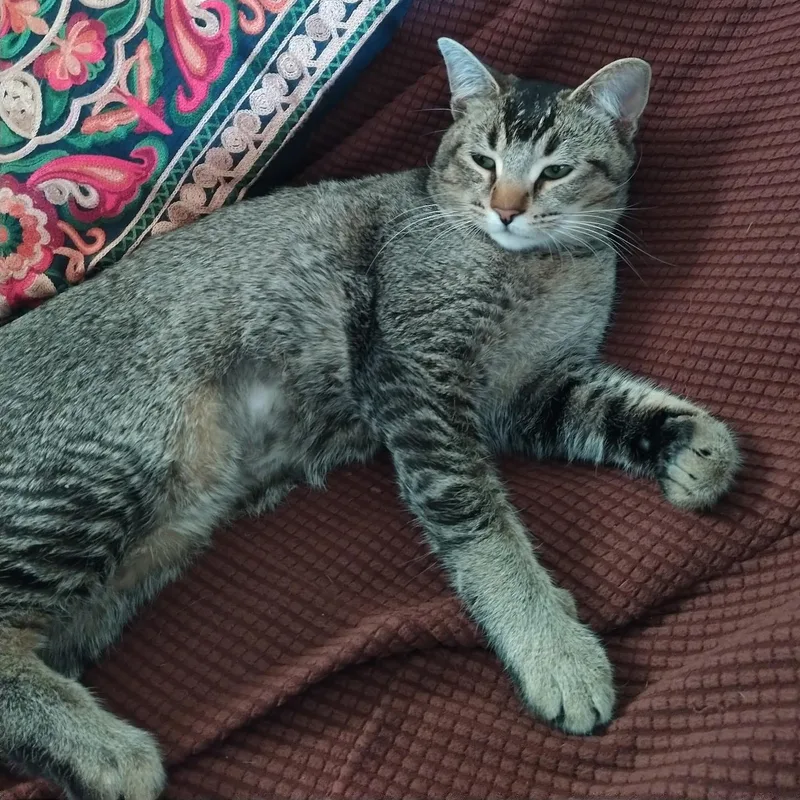 Sterling  A Purr thumbnail 3