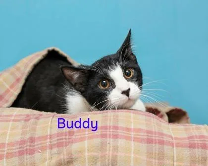 Buddy