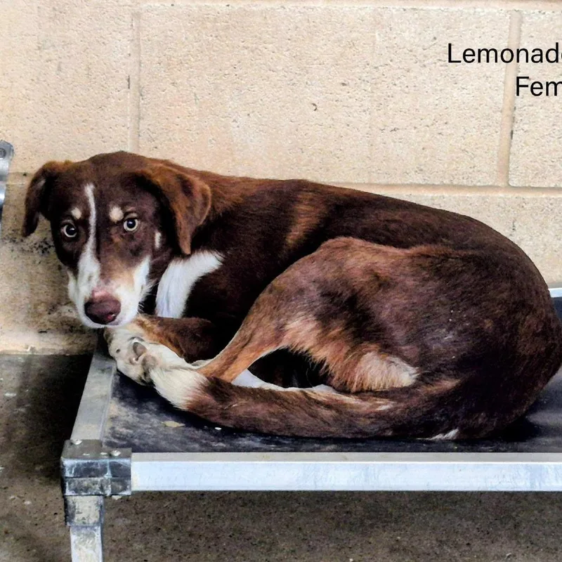 Lemonade thumbnail 2