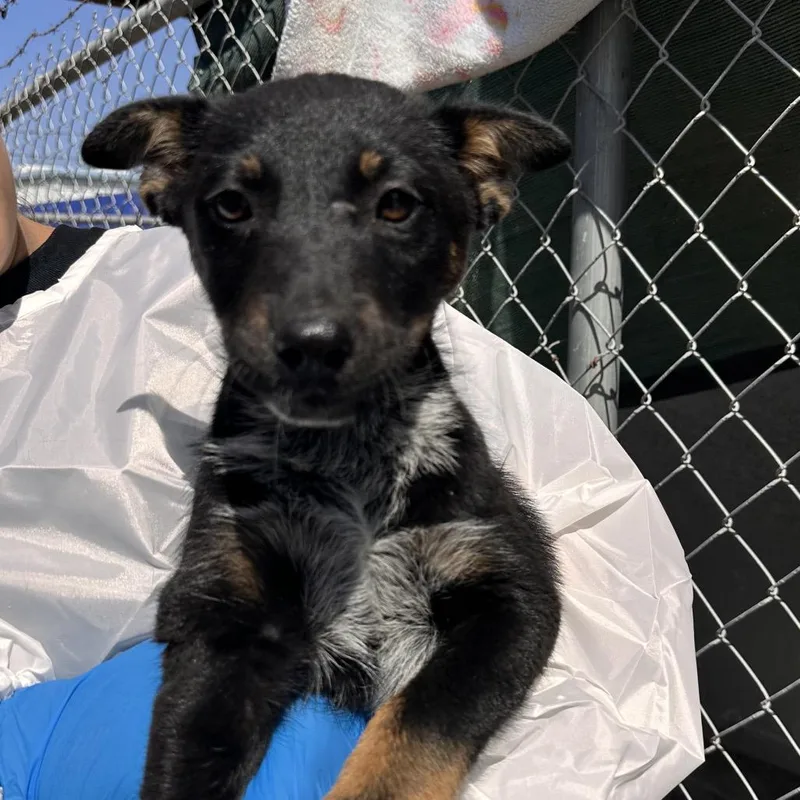 Sweet Tooth thumbnail 2