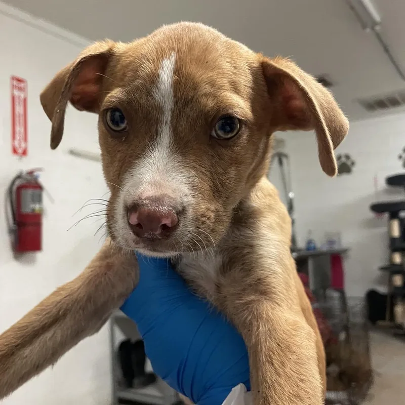 Tater Tot thumbnail 2