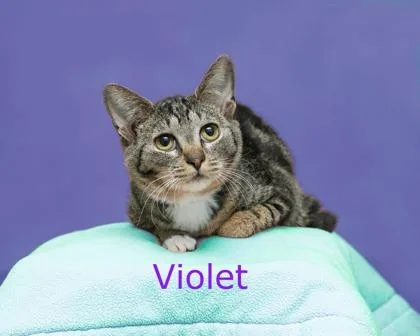 Violet