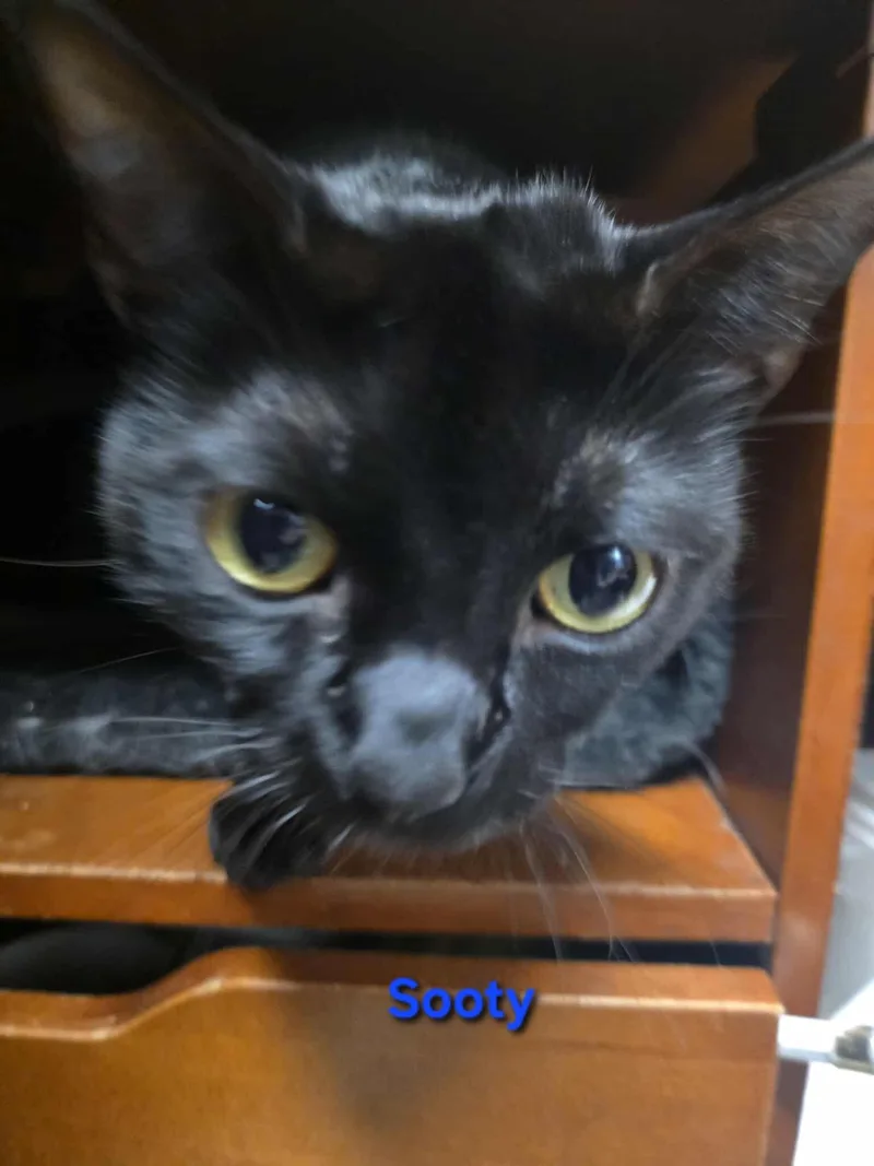 Mia & Sooty thumbnail 2