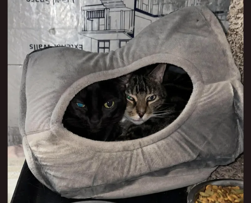 Mia & Sooty thumbnail 4