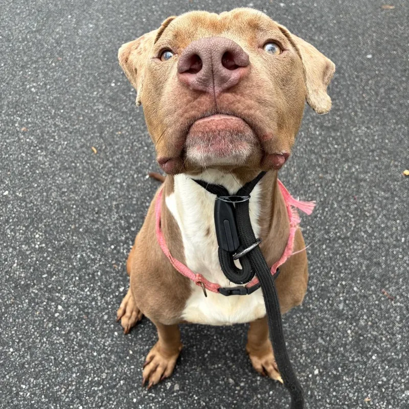 Hairy Pawter thumbnail 2