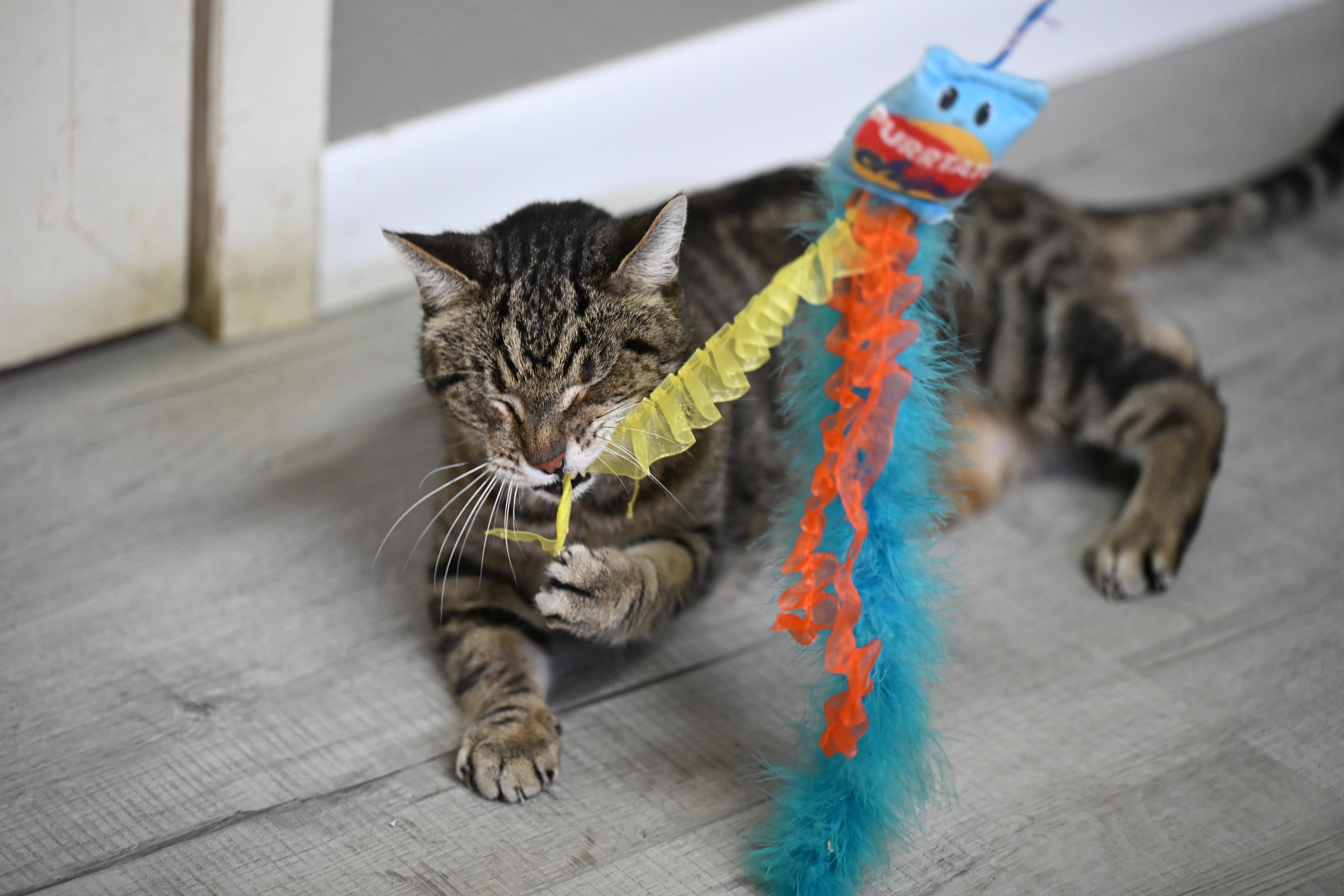 Cornflake thumbnail 2