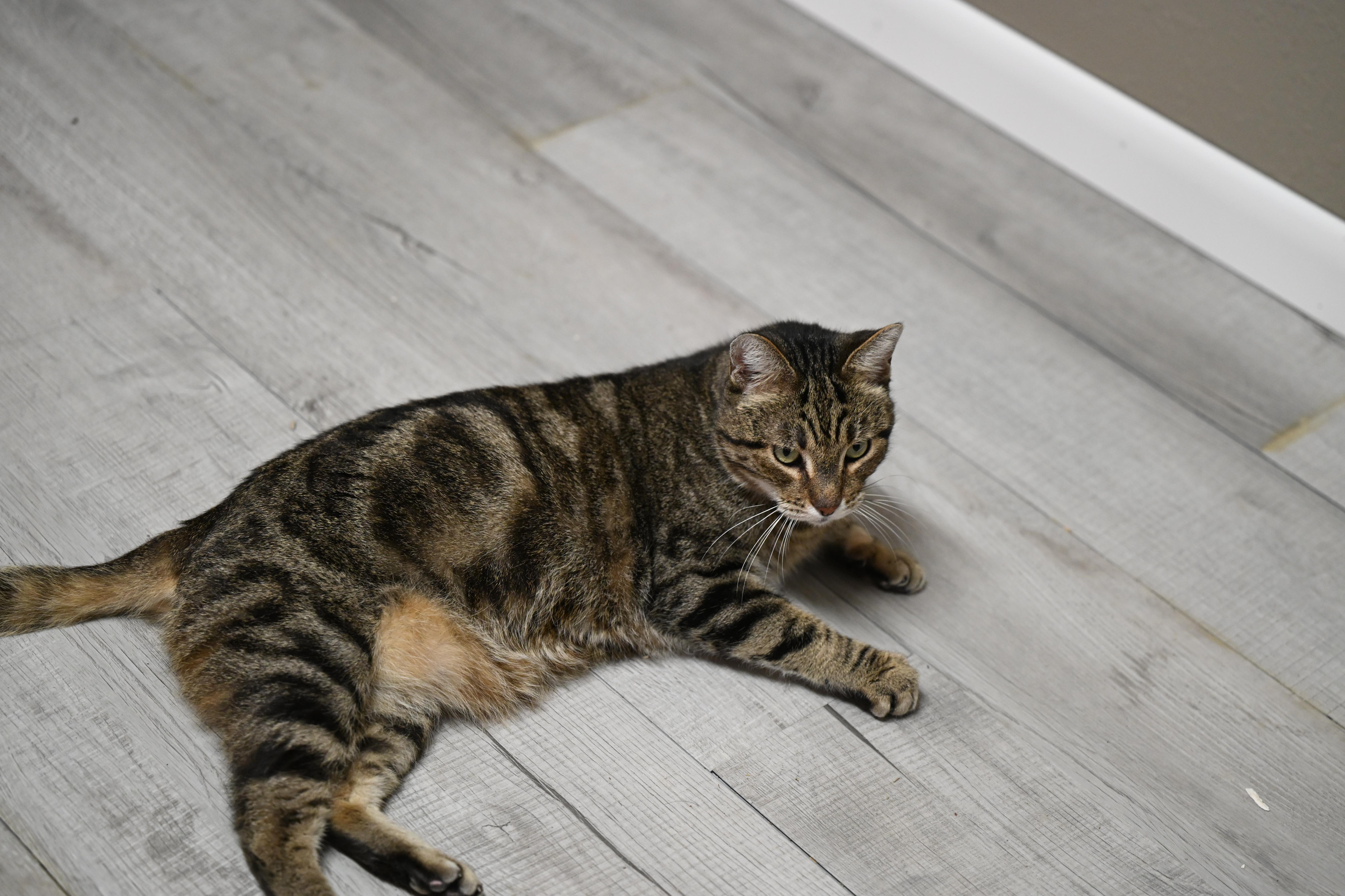 Cornflake thumbnail 3