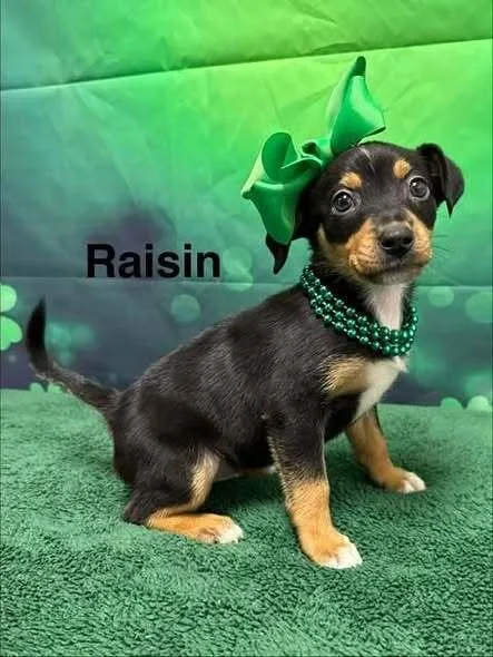Raisin