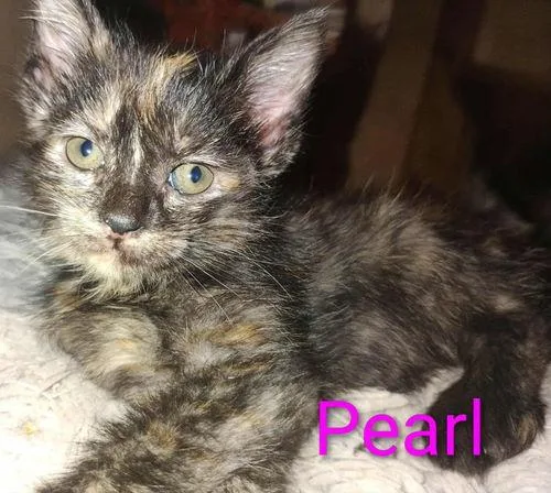 Pearl  Waldo Litter