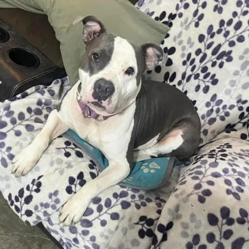 Luna Belle thumbnail 3