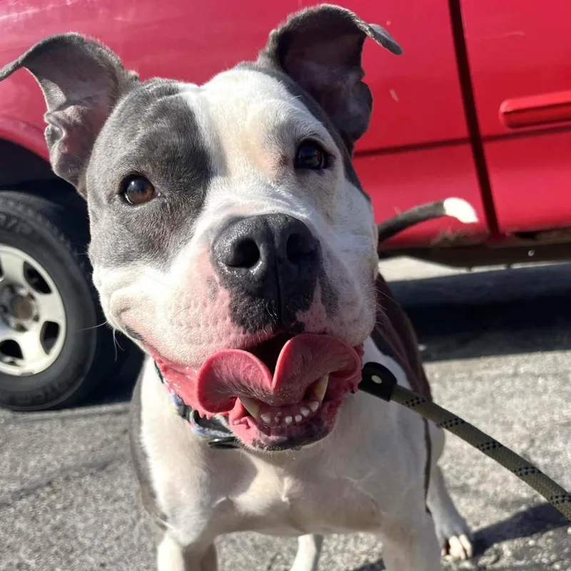 Luna Belle thumbnail 5