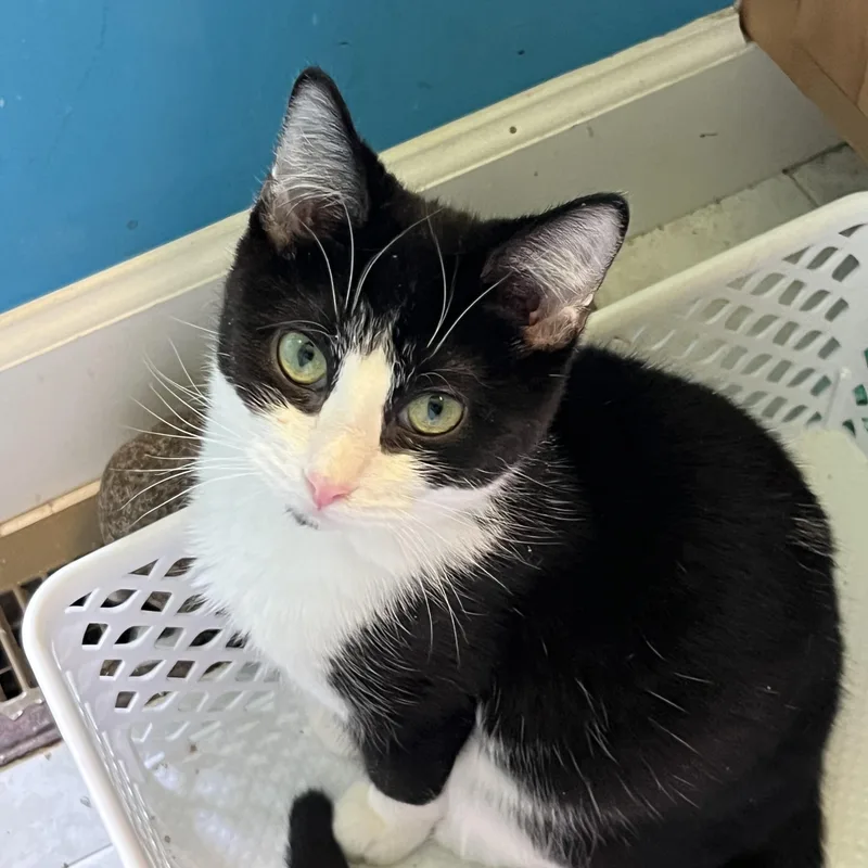 Munchkin thumbnail 2