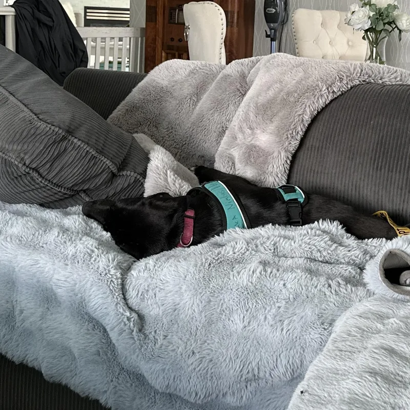 June Bug thumbnail 4