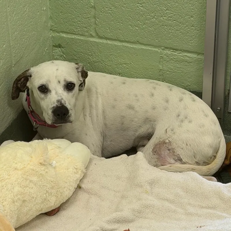 Lil' Bo Peep thumbnail 2