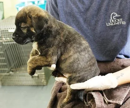 Mingming thumbnail 2