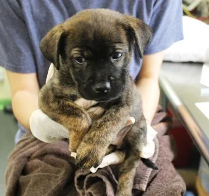 Mingming thumbnail 3