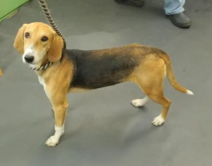 Huckleberry thumbnail 2