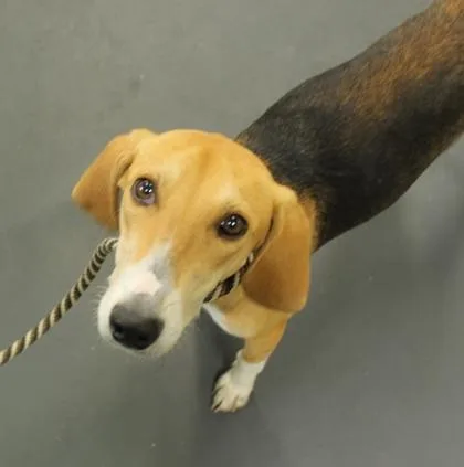 Huckleberry thumbnail 3