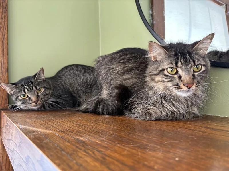 Puk  Nymphodora thumbnail 2