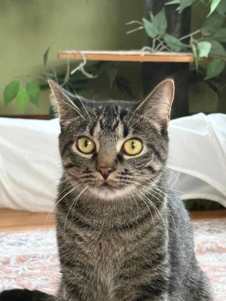 Puk  Nymphodora thumbnail 3