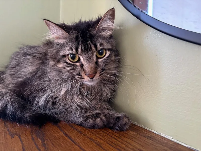 Puk  Nymphodora thumbnail 4