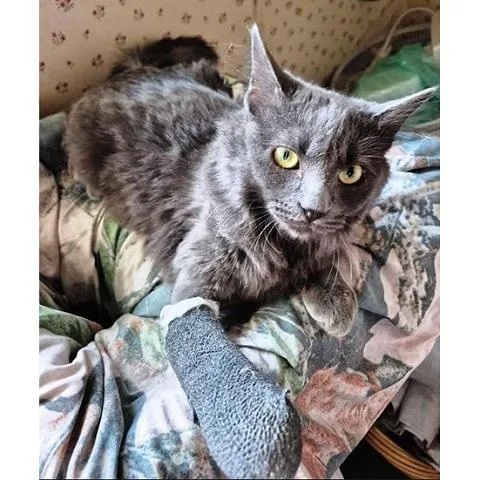 Pricilla thumbnail 2