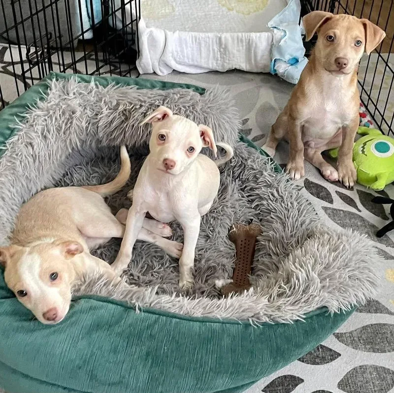 Bosco  Charlie & thumbnail 2