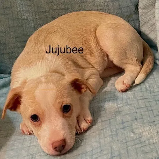 Bosco  Charlie & thumbnail 3