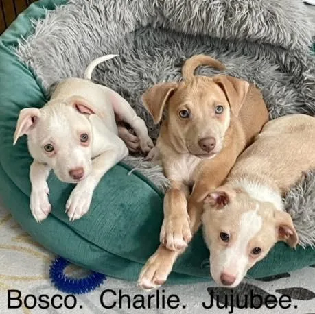 Bosco  Charlie &