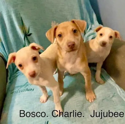 Bosco  Charlie & thumbnail 4
