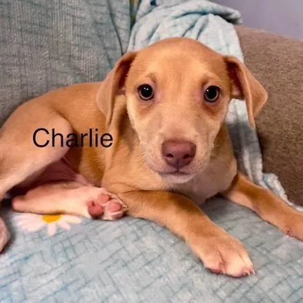 Bosco  Charlie & thumbnail 5