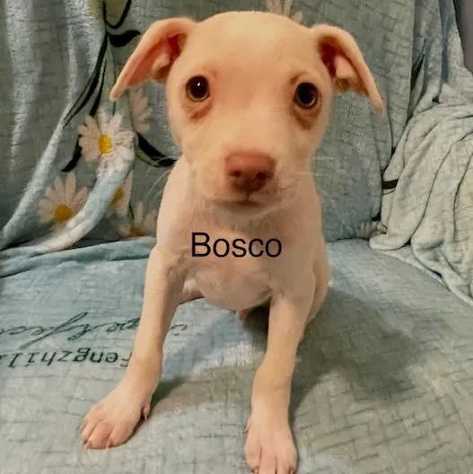 Bosco  Charlie & thumbnail 6