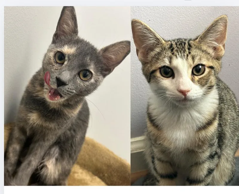 Caru And Nova thumbnail 2