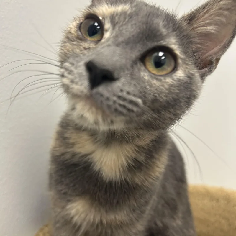 Caru And Nova thumbnail 3