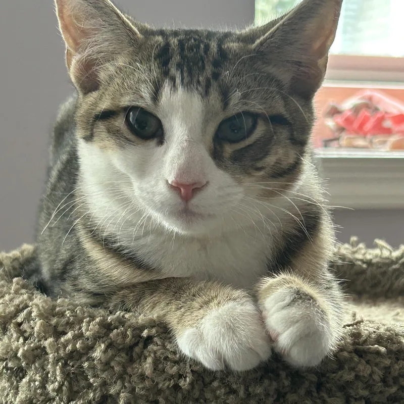 Caru And Nova thumbnail 4