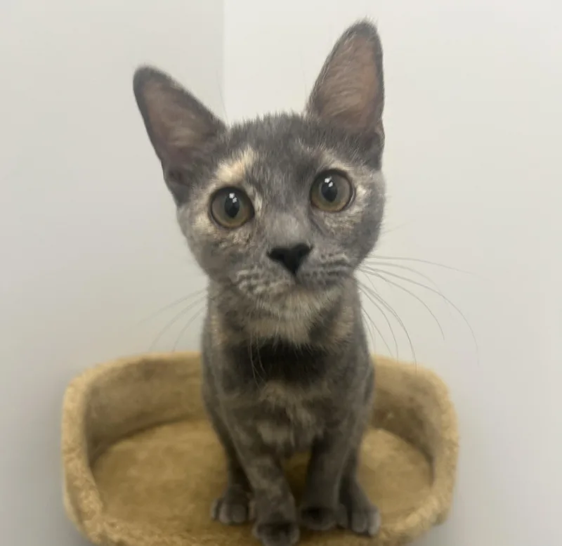 Caru And Nova thumbnail 5