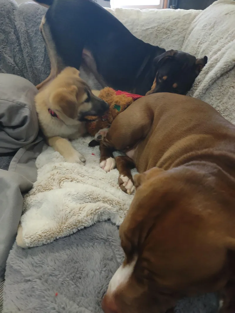 Miss Poppy Springwiggles thumbnail 2