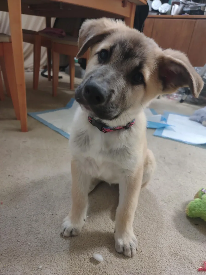 Miss Poppy Springwiggles thumbnail 3